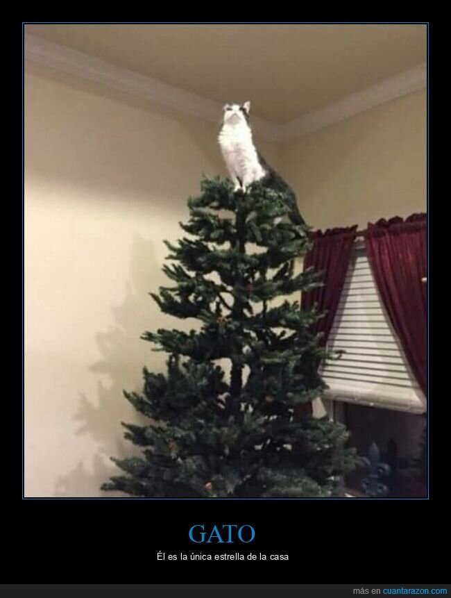 gato,árbol de navidad,estrella