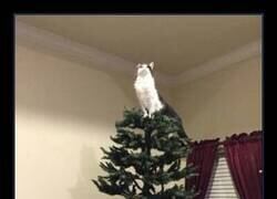 Enlace a Coronando en árbol