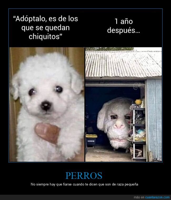 adoptar,fújur,pequeño,perros