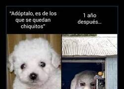 Enlace a Es de raza pequeña dijeron...