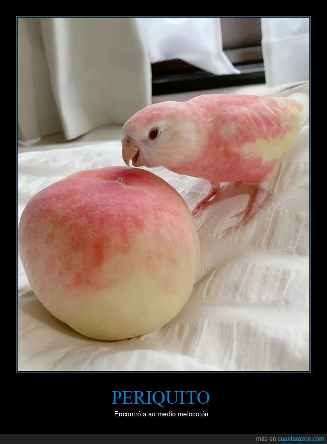 pájaro,periquito,melocotón,parecidos