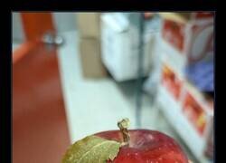 Enlace a La manzana perfecta
