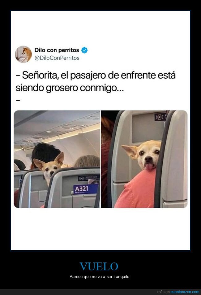 avión,perros