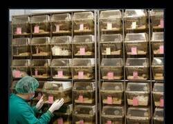 Enlace a Gran avance científico