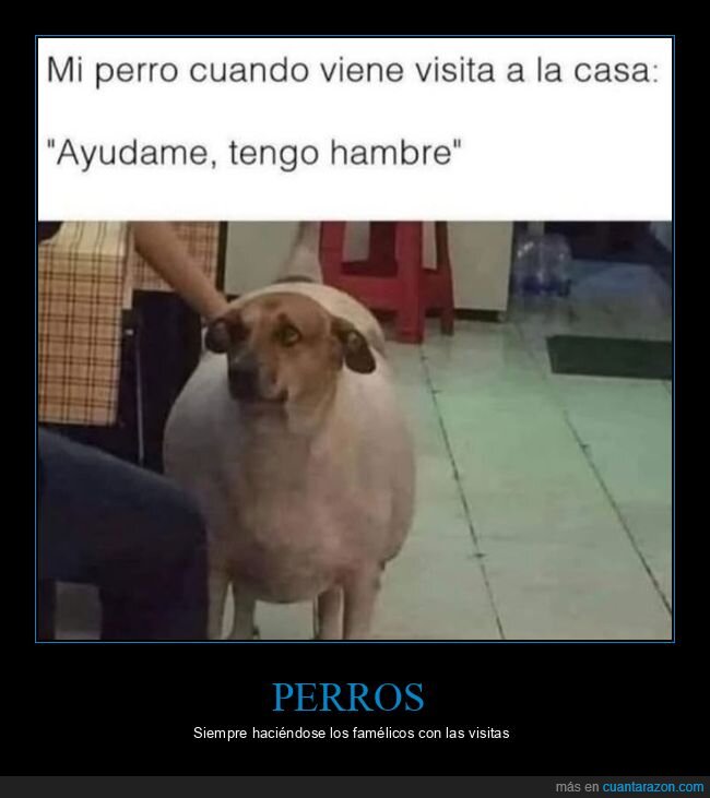 perro,visita,hambre
