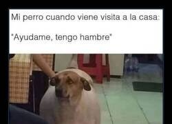 Enlace a Tratando de dar pena al nuevo