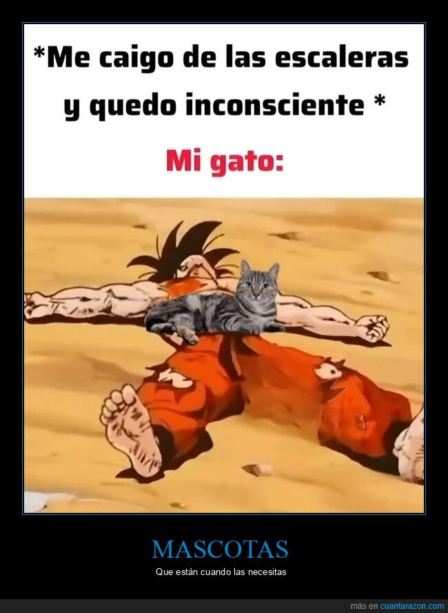 caer,escaleras,gatos