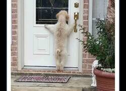 Enlace a Divertidas imágenes que demuestran por qué nunca deberías tener un perro