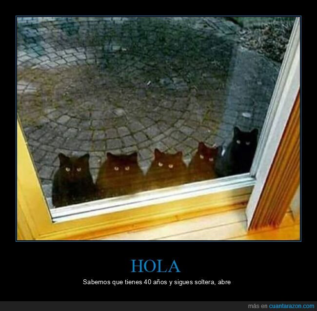 40 años,gatos,soltera