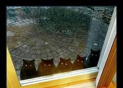 Enlace a Tus gatos asignados ya han llegado