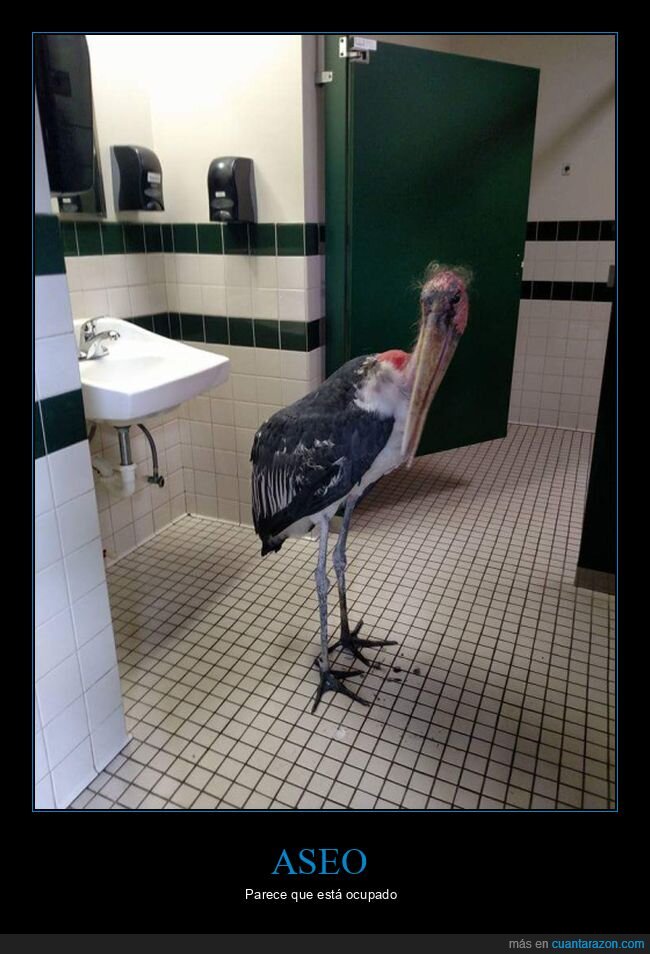 aseo,marab&uacute;,p&aacute;jaro,wtf