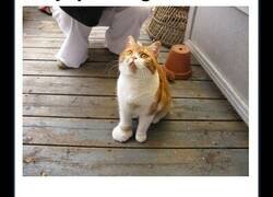 Enlace a Picaduras de abejas y avispas en gatos a los que se les quedaron las caras más extrañas del mundo