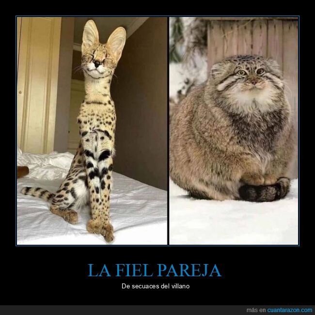 gatos,secuaces,villano