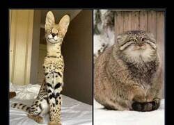 Enlace a Tópicos del cine