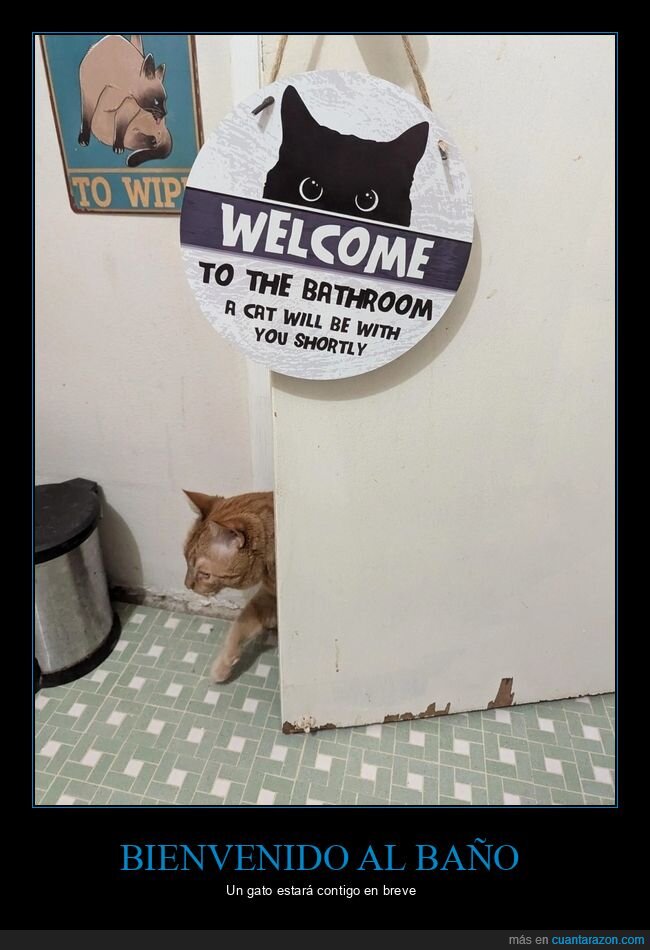 aseo,carteles,gato