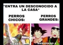 Enlace a Perros pequeños VS Perros grandes