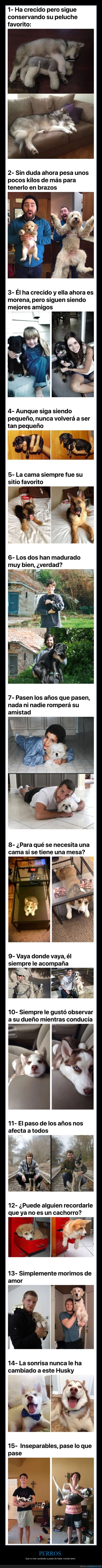 perros,antes,después,crecer