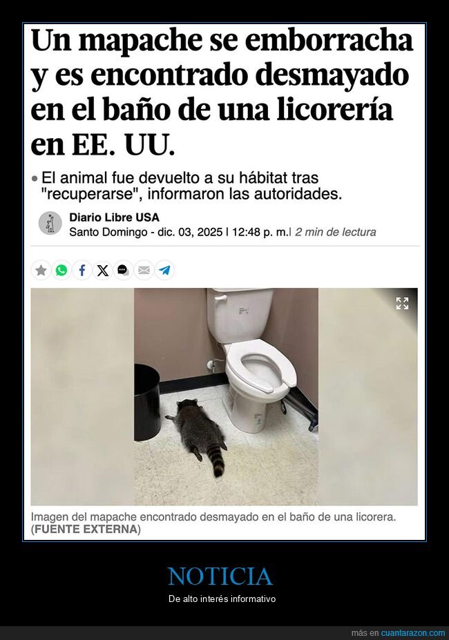 borracho,licorería,mapache