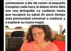 Enlace a Una criaturita cayó del techo directamente sobre su cama. Fíjate en qué se ha convertido