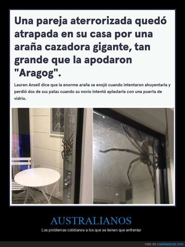 aragog,araña,australia,gigante