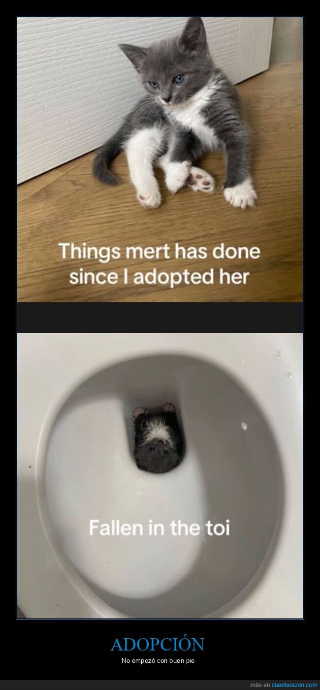 gatos,adoptar,v&aacute;ter