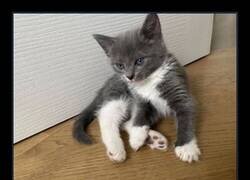 Enlace a Cosas que Mert ha hecho desde la adopción