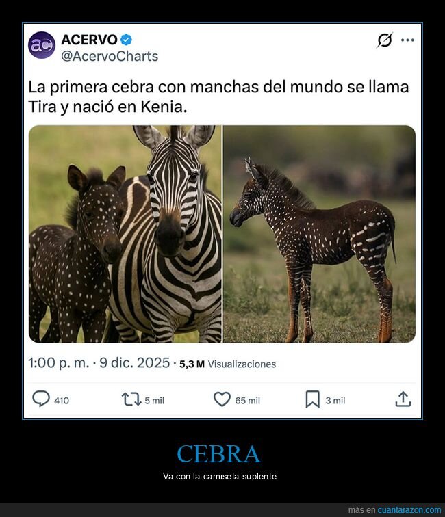 cebra,manchas,suplente