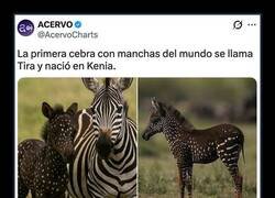 Enlace a Una cebra muy especial