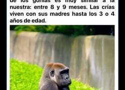 Enlace a Imágenes de madres del reino animal que están a punto de dar a luz a sus crías