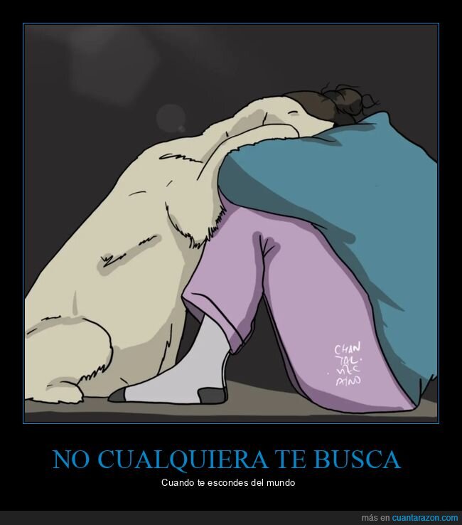 buscar,esconderse,perros