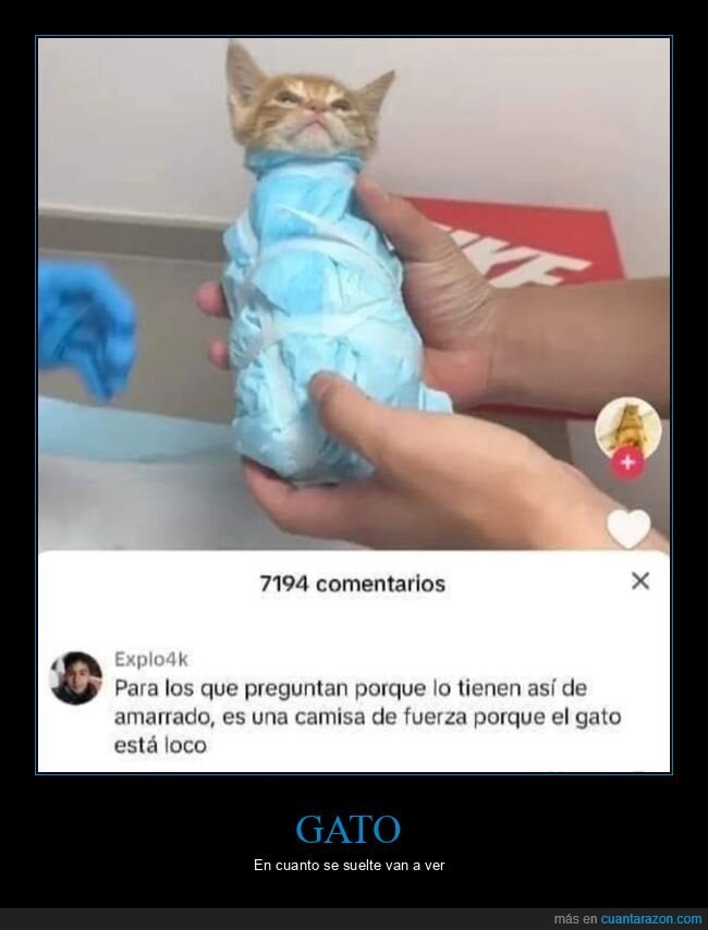 gato,amarrado,camisa de fuerza,loco