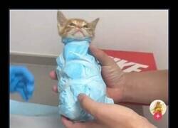 Enlace a Mucho cuidado con este gato