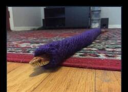 Enlace a Modo invernal