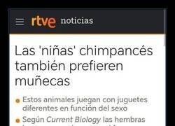 Enlace a Los juguetes preferidos por las jóvenes chimpancés