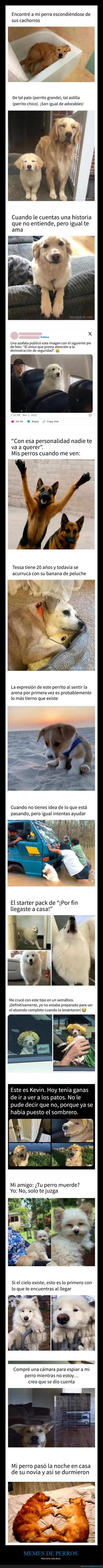 memes,perros,adorables