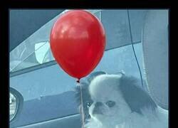 Enlace a Cuidado con el Perrywise