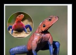 Enlace a Un lagarto muy peculiar