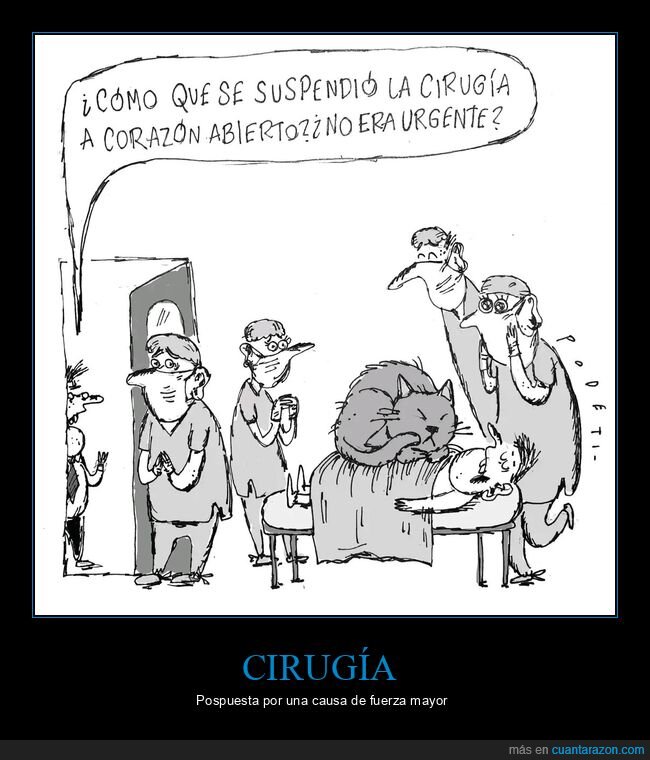 cirug&iacute;a,suspender,gato