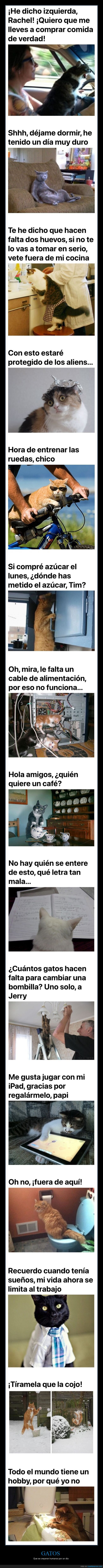 gatos,humanos