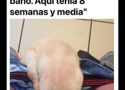 Enlace a Divertidas imágenes de Axl, el perrito que se hizo mayor mientras su dueño se sentaba en el váter
