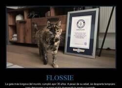 Enlace a Récord de edad felina