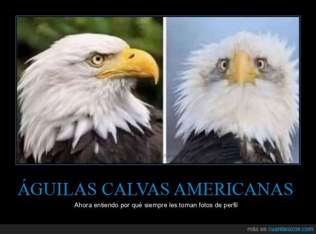 &aacute;guilas,fotos,perfil