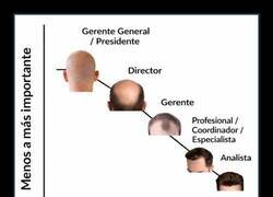 Enlace a Importancia en la empresa VS Cantidad de pelo