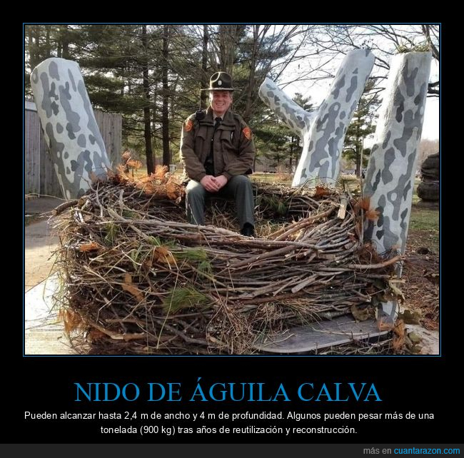 nido,&aacute;gula calva,tama&ntilde;o