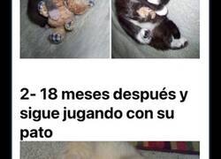 Enlace a Divertidas imágenes del antes y después de mascotas con sus juguetes tras crecer con los años