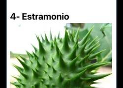 Enlace a  8 de las plantas más peligrosas del planeta cuyo veneno podría acabar con nuestra vida en cuestión de días