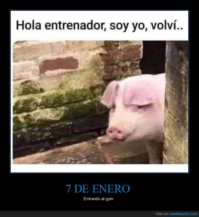 cerdo,entrenador,gimnasio,volver