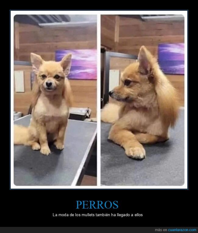 perro,mullet