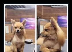 Enlace a Mullet perruno