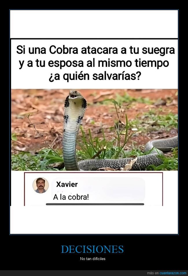 cobra,atacar,suegra,esposa,salvar